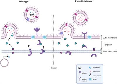 Plasmid-mediated virulence in Chlamydia